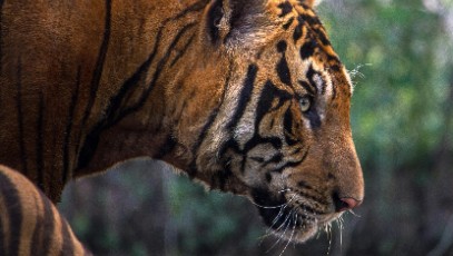 Shimla Kullu Manali Chandigarh by Car